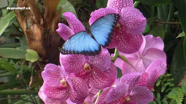 Vydejte se do skleníku Fata Morgana za křehkou motýlí krásou