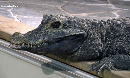 Největší pražské Zoo krokodýlů je v Holešovicích