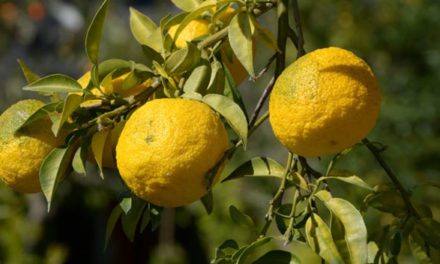 Jak si dopřát vitamin C netradičním způsobem? Zkuste Yuzu tea